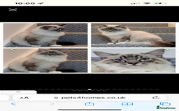 Ragdoll cats for sale: Beautiful rare blue and chocolate lynx Ragdolls  - Image 9