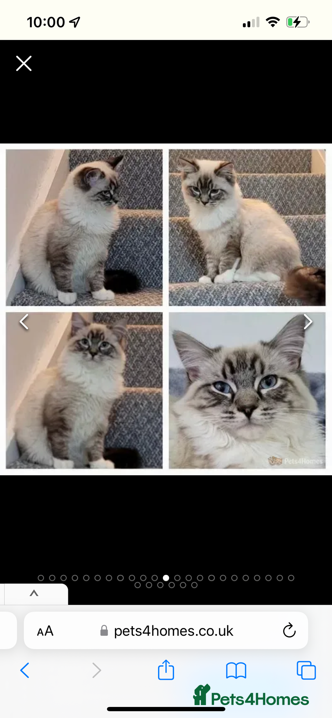 Ragdoll cats for sale: Beautiful rare blue and chocolate lynx Ragdolls  - Image 9