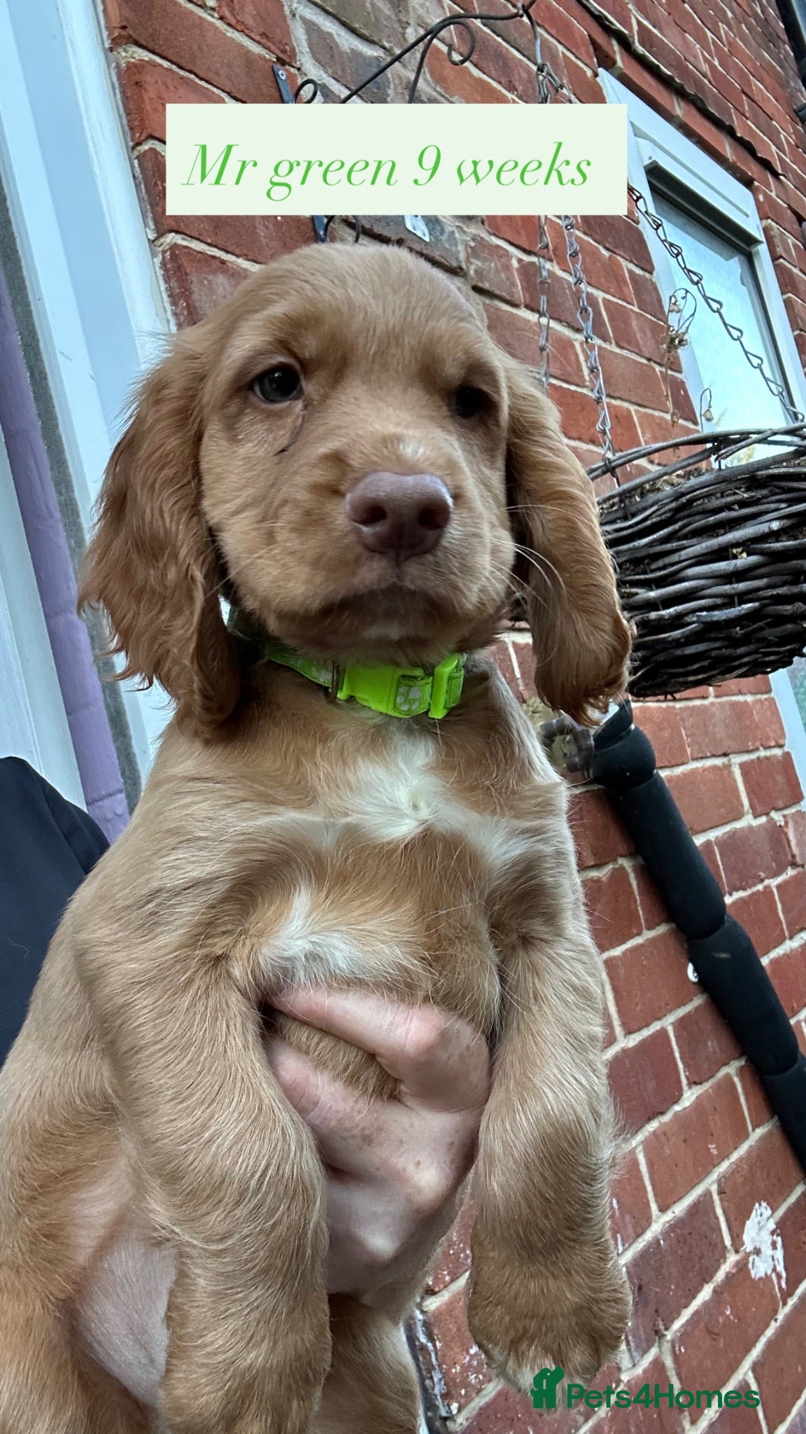 Cocker Spaniel dogs top class red cockers ready to leave now  - Advert 2