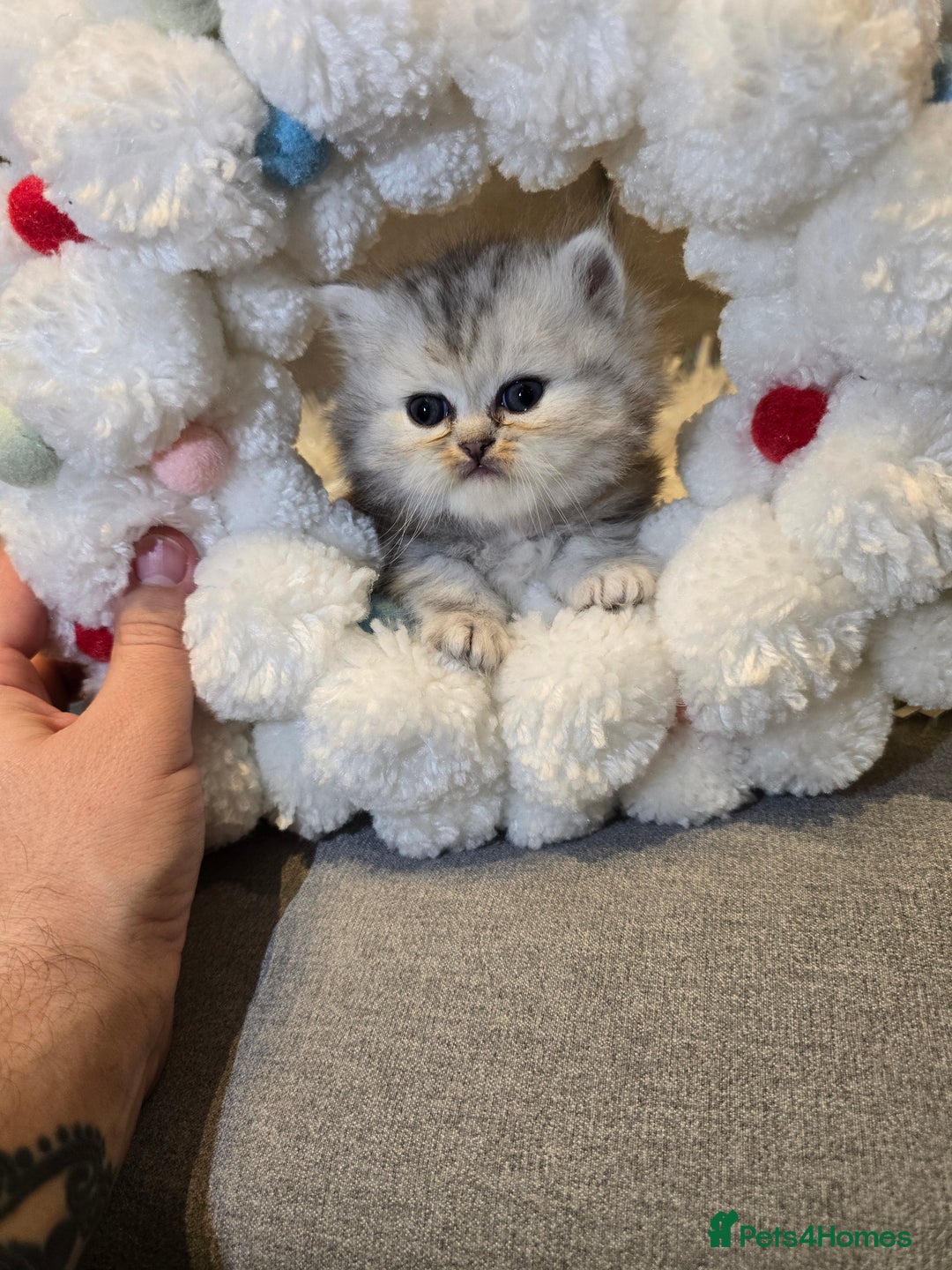 Persian cats for sale: Persian fluffy angels - Advert 9