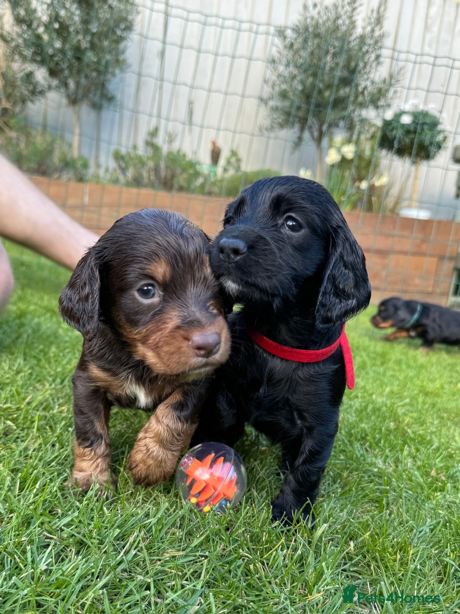 Cocker Spaniel dogs KC Registered Working Cocker Spaniels  - Advert 16