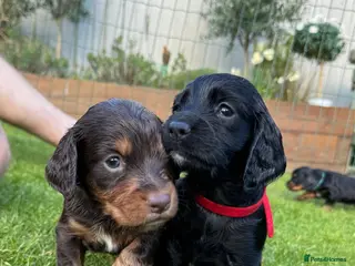 Cocker Spaniel dogs KC Registered Working Cocker Spaniels - Advert 16