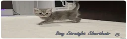 British Shorthair cats for sale: British Blue & Munchkin Kittens & Scottish Fold - Advert 13