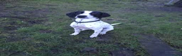 Pointer dogs for adoption: Jasper is looking for his forever home  - Advert 6