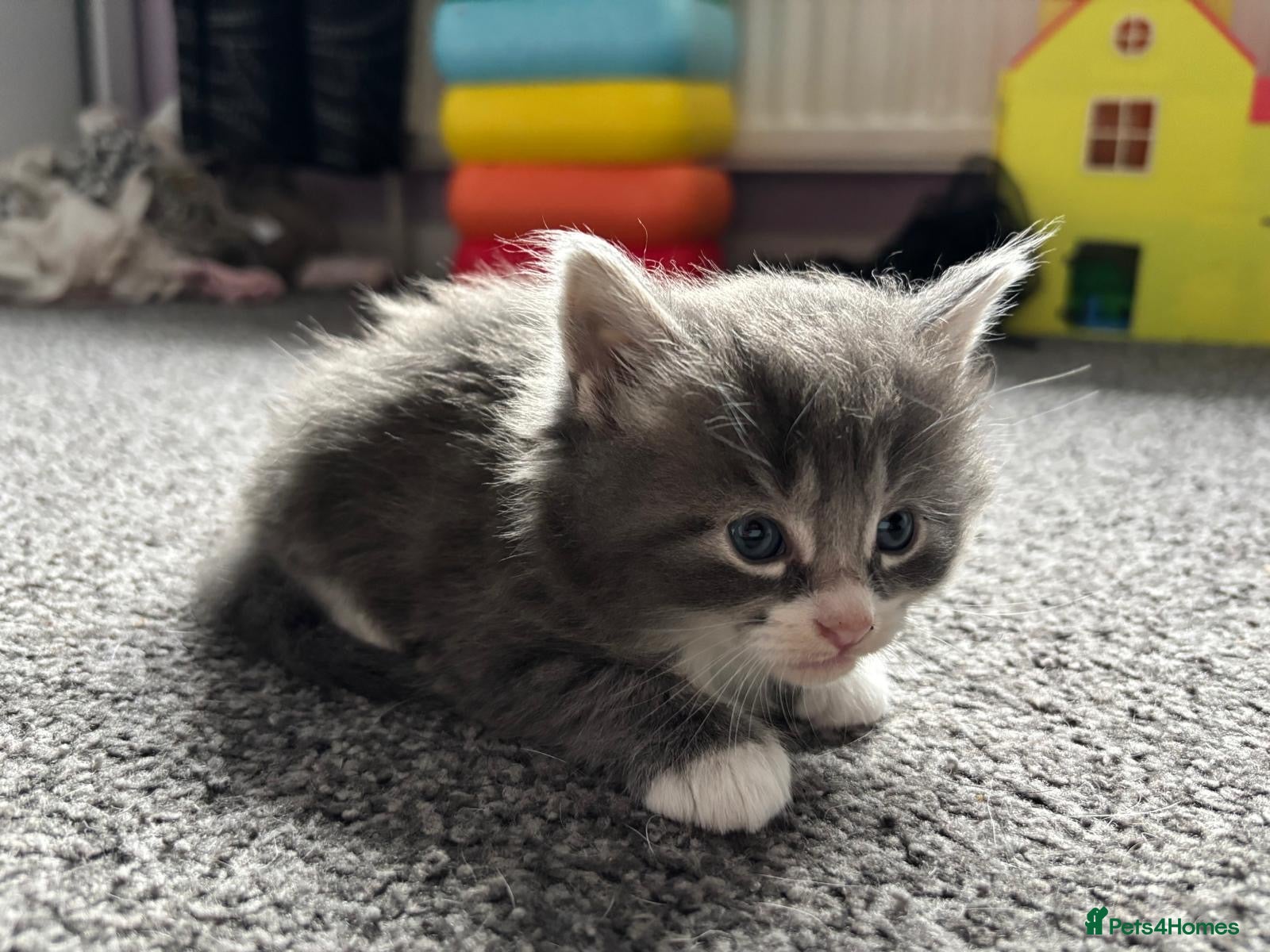 Mixed Breed cats for sale: Kittens - Advert 5
