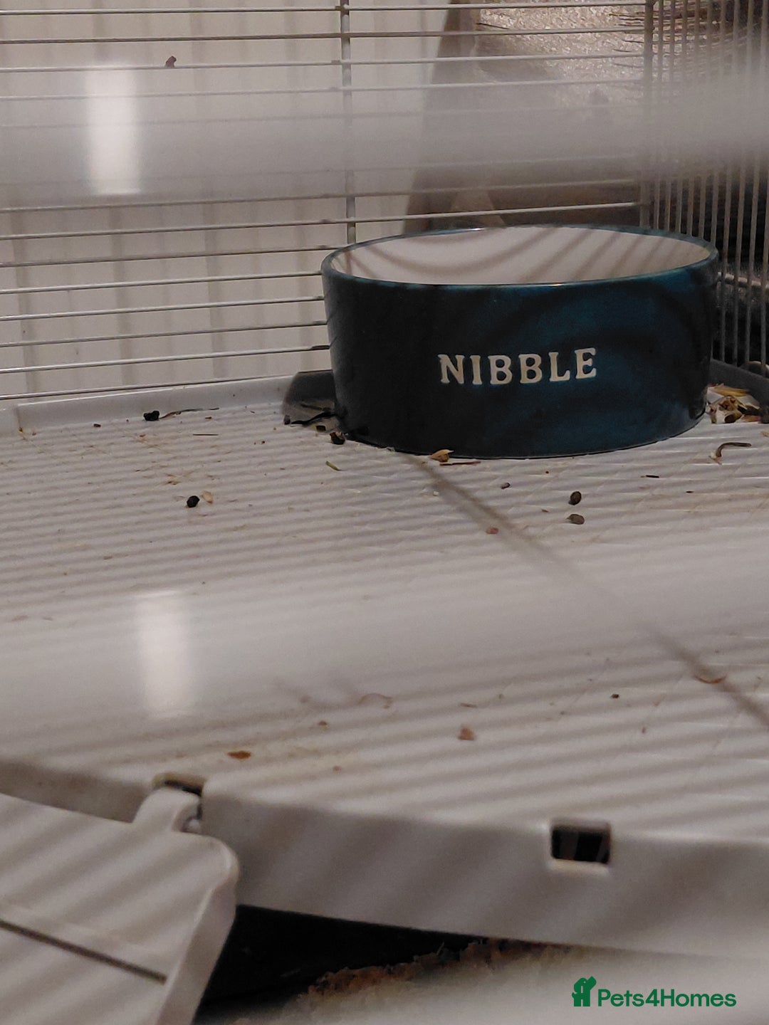 Gerbil rodents for sale: 3 male gerbils  - Advert 10