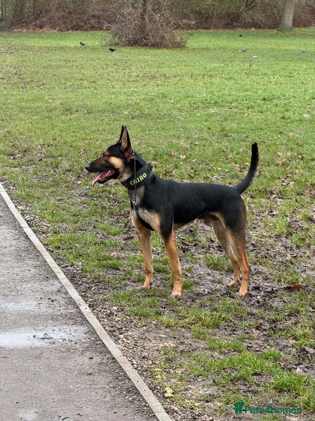 Belgian Shepherd Dog dogs for sale: 2.5 years old fully trained PP herder. - Advert 3