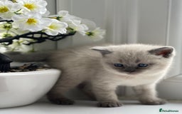 British Shorthair cats for sale: British Shorthair colour point kittens white  - Image 6