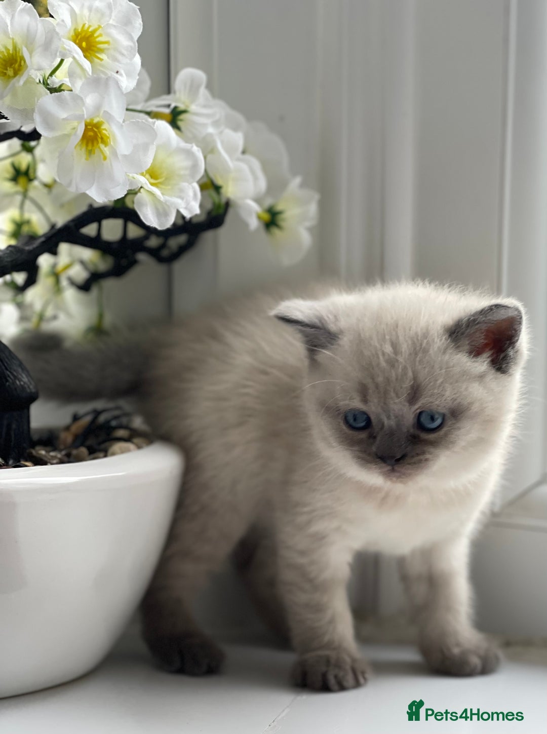 British Shorthair cats for sale: British Shorthair colour point kittens white  - Image 6