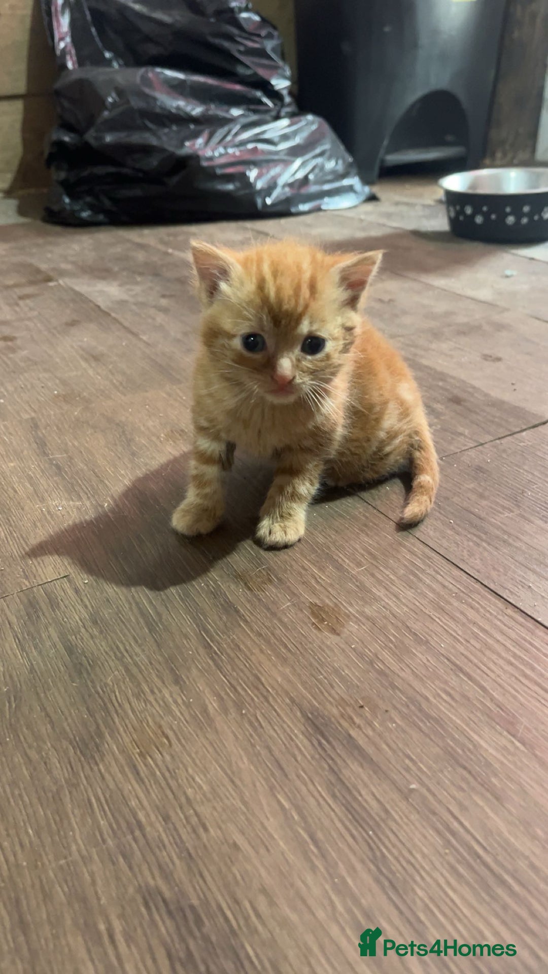 Mixed Breed cats for sale: Beautiful Kittens - Advert 2