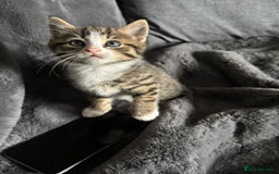 Mixed Breed cats for sale: Litter off 5 half bengal kittens  - Image 15