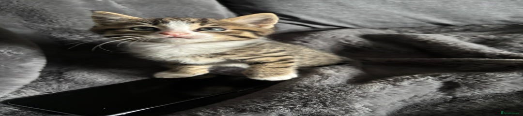 Mixed Breed Kitten 5