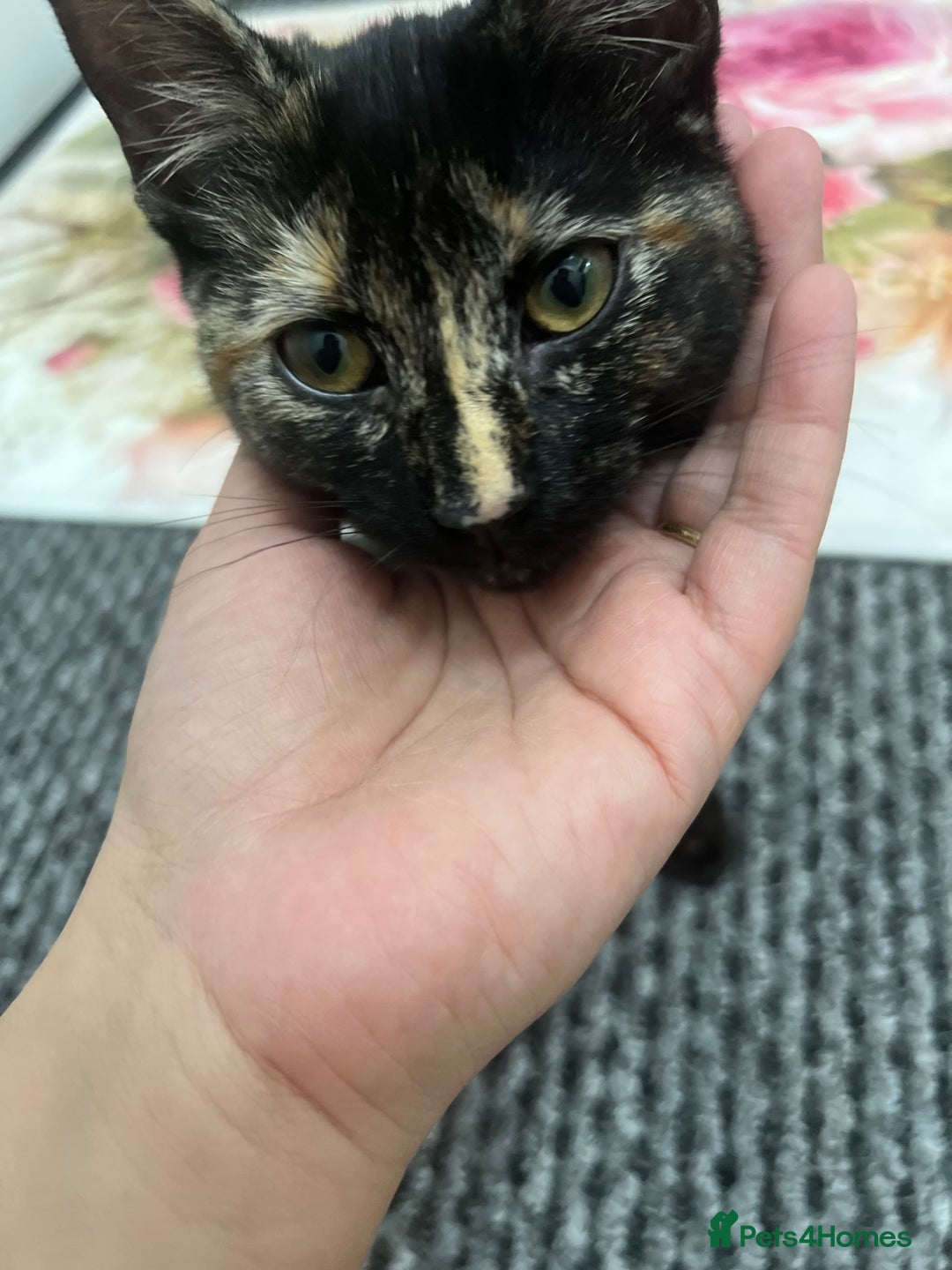 LaPerm cats for sale: Free Black Ginger kitten - Image 3