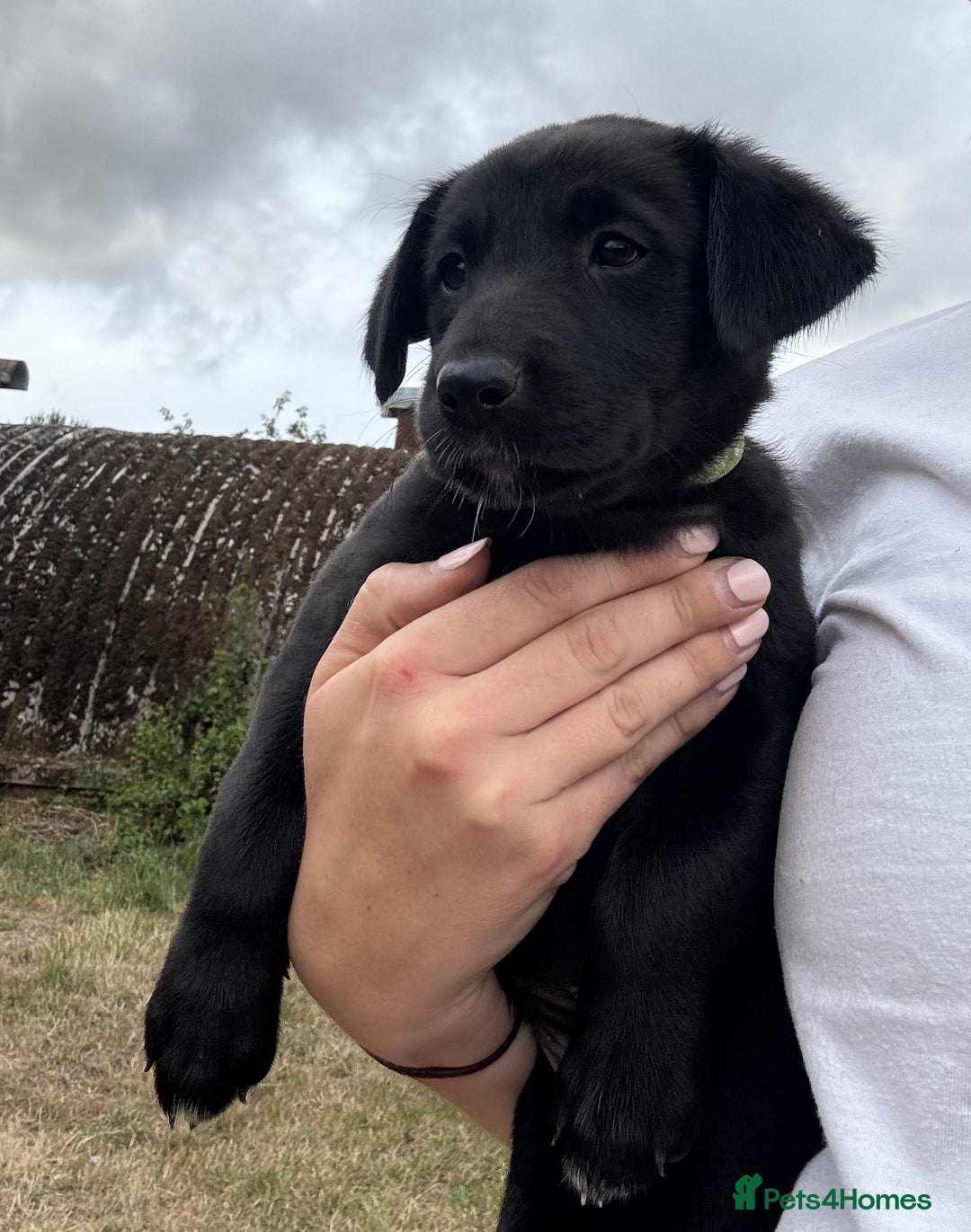 Borador dogs for sale: Beautiful intelligent Borderdors for sale  - Image 5
