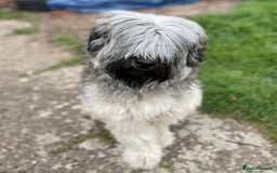 Tibetan Terrier dogs for sale: Rehoming Tibetan Terrier  - Image 3