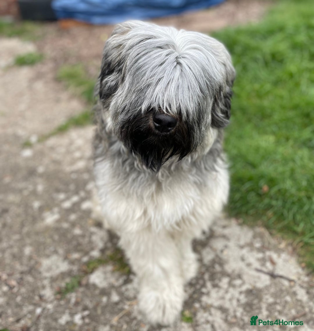 Tibetan Terrier dogs for sale: Rehoming Tibetan Terrier  - Image 3