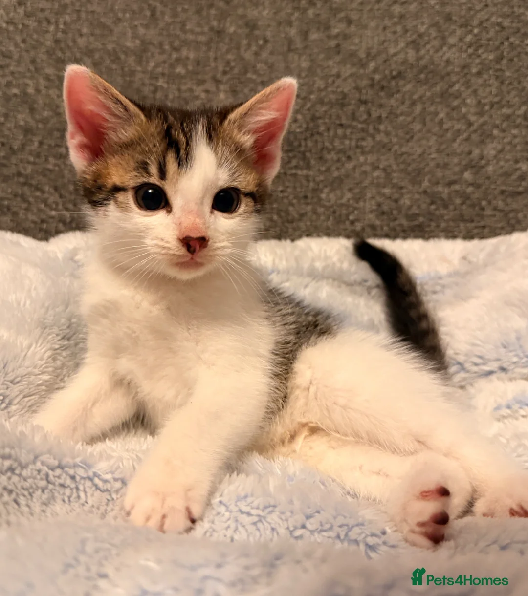 Mixed Breed cats for sale: Cutest kittens! Some £50 some £30!  - Advert 6