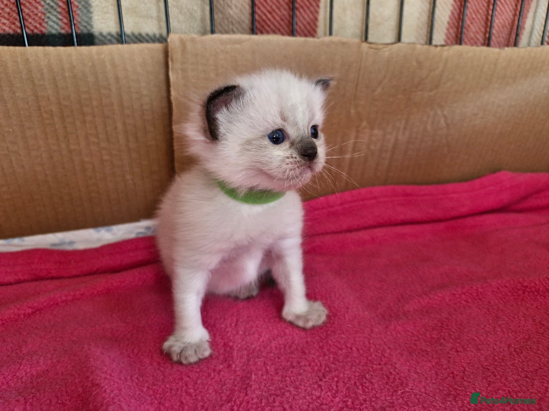 Ragdoll cats for sale: Ragdoll Kittens Available  - Image 19