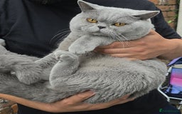 British Shorthair cats for sale: British Shorthair Male Kitten Pedigree/GCCF Reg - Image 1