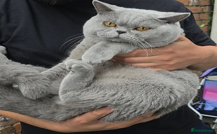 British Shorthair cats - Advert 4