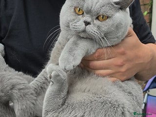 British Shorthair cats - Advert 28