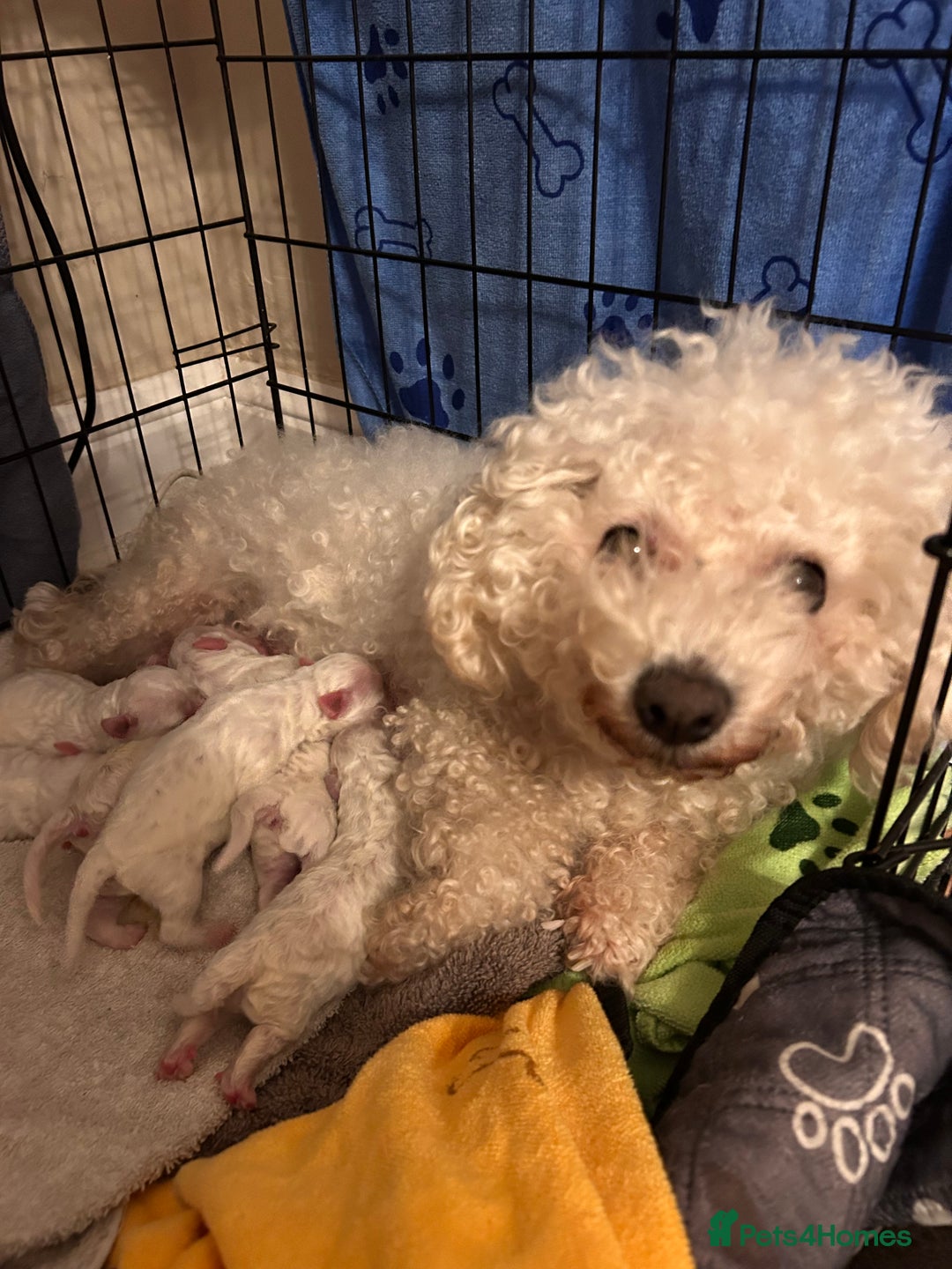 Mixed Breed dogs for sale: 6 Beautiful adorable Maltichon puppies  - Advert 2