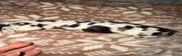 Great Dane dogs for sale: Great danes puppies - Advert 14