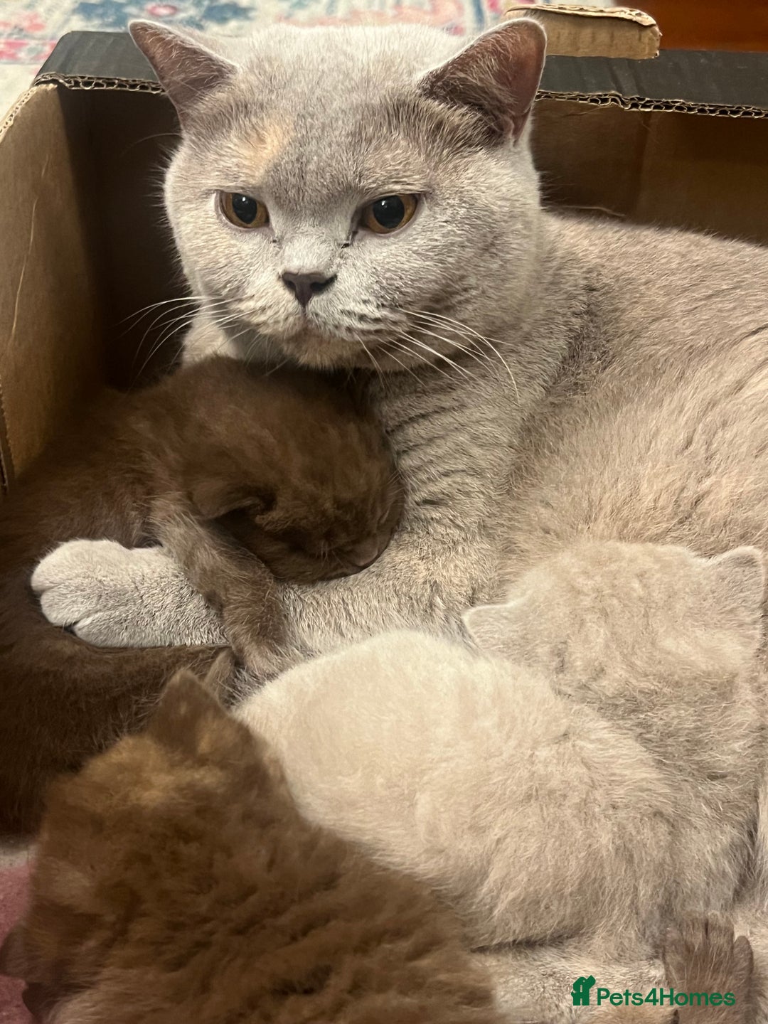 British Shorthair cats for sale: GCCF British shorthair kittens  - Advert 7
