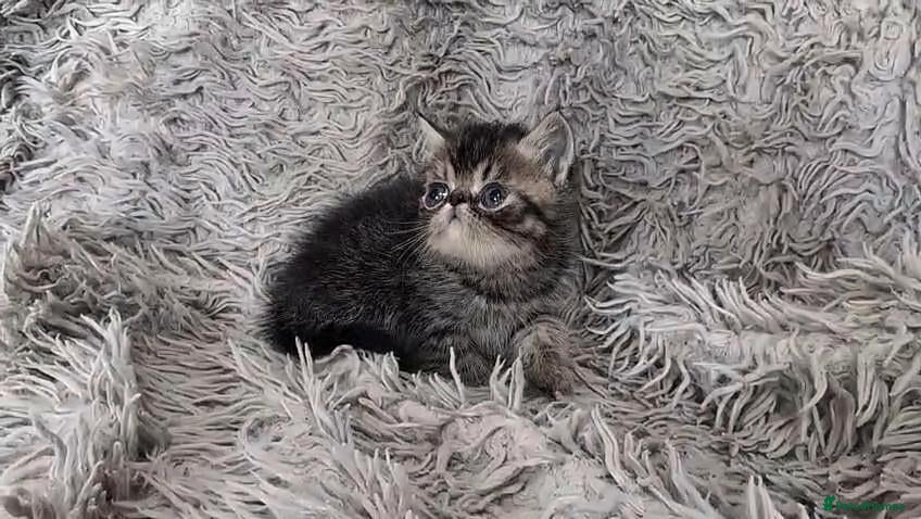 Persian cats Beautiful Persian kittens - Advert 2
