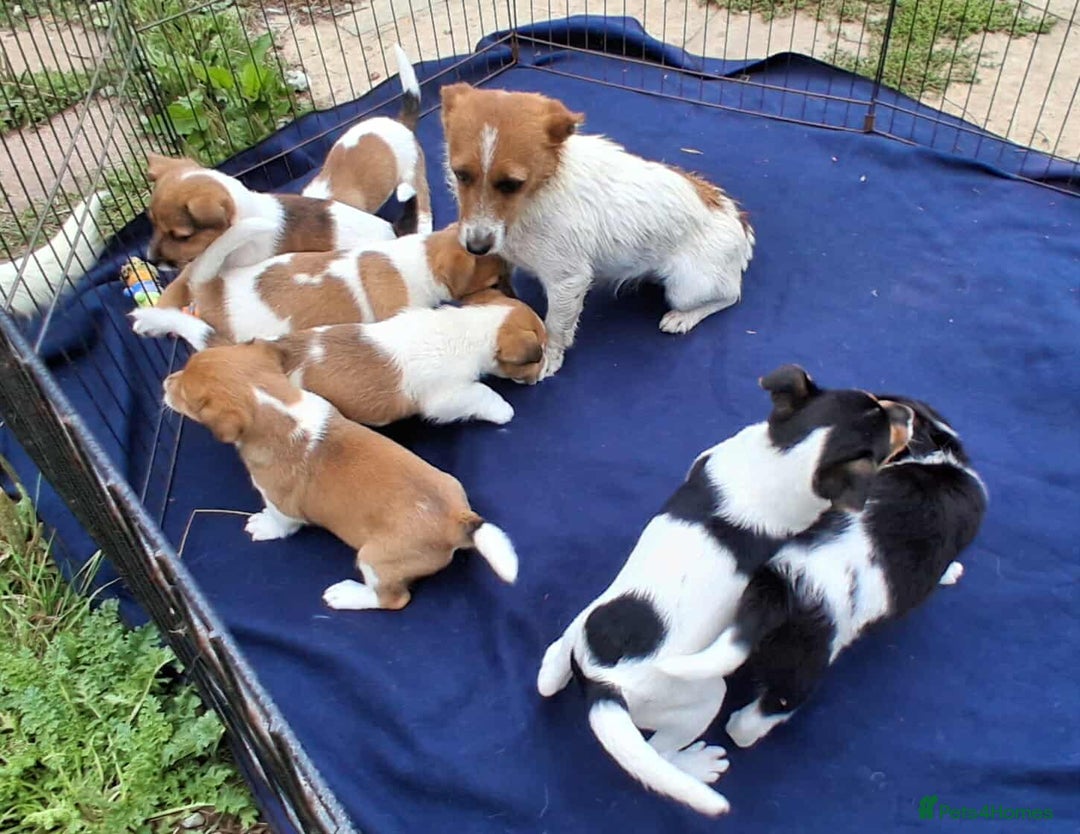 Jack Russell dogs for sale: Pure Jack Russell puppies - Image 9