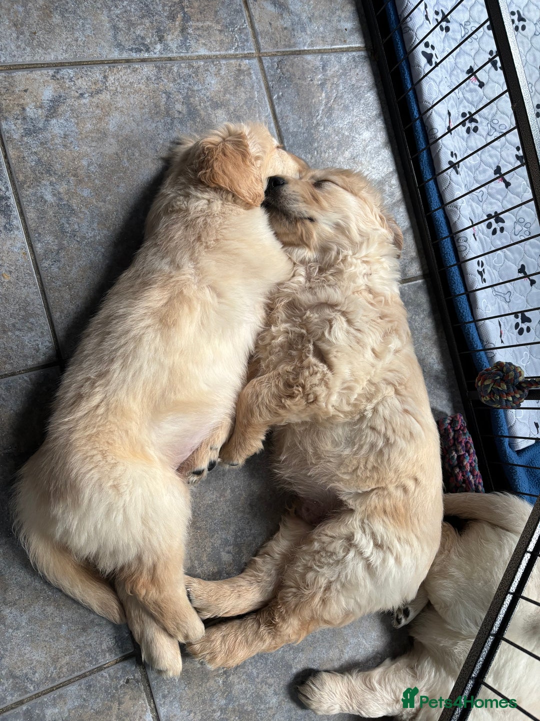 Golden Retriever dogs for sale: Two Boy puppies for sale - Advert 7