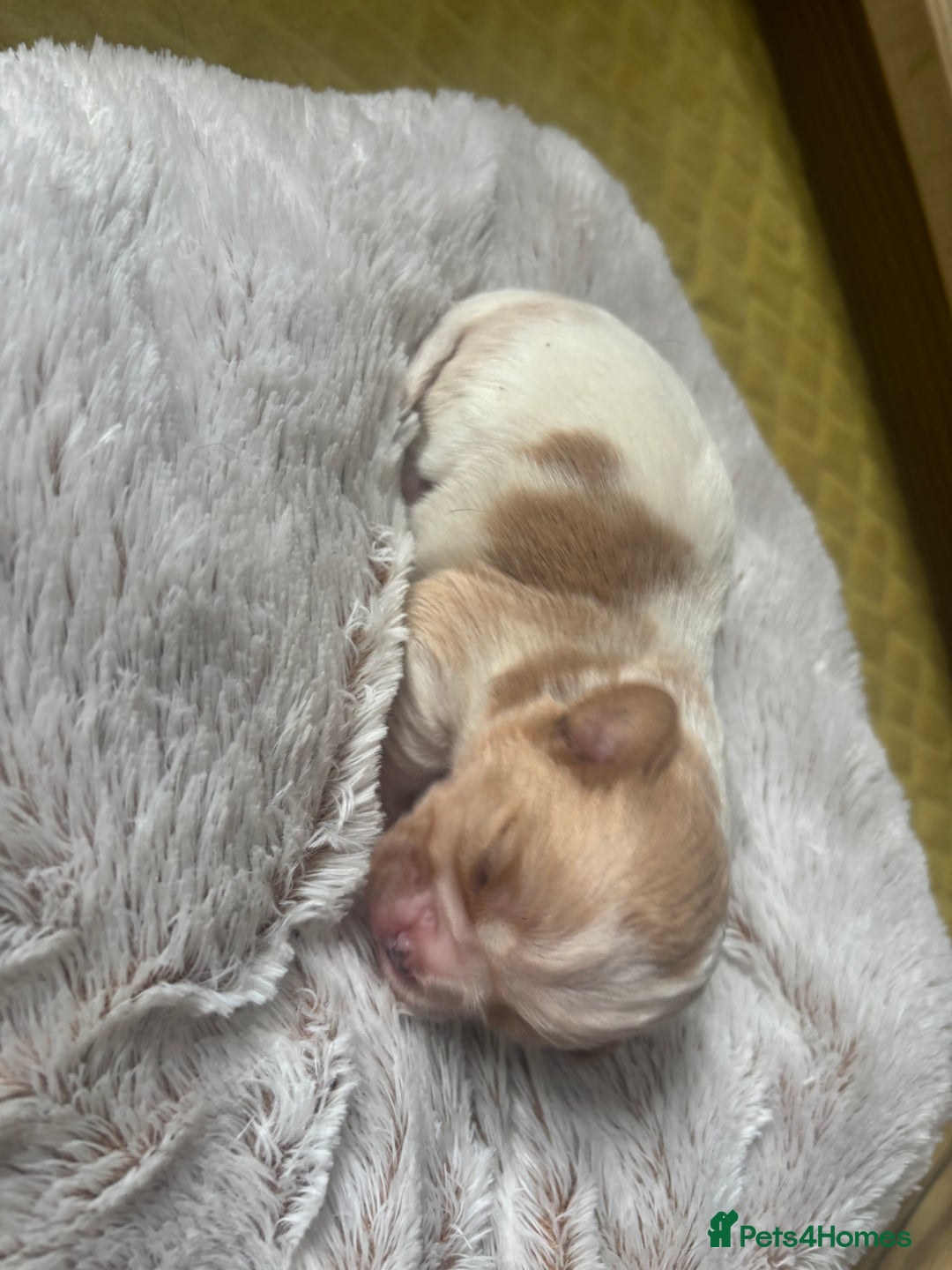 Cavalier King Charles Spaniel dogs for sale: Pugalier Pups ready for their new home!  - Image 11