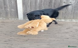 Labrador Retriever dogs for sale: Two older gentlemen seeking home together  - Image 7