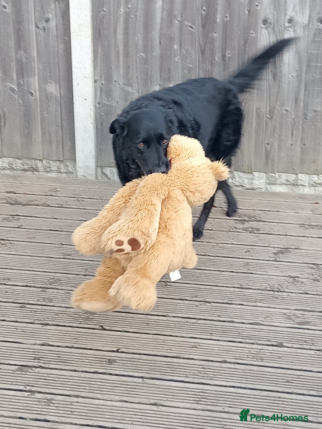 Labrador Retriever dogs for sale: Two older gentlemen seeking home together  - Image 7