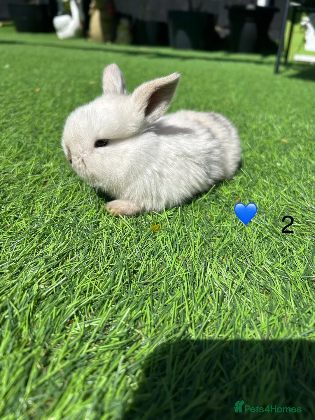 Mini Lop rabbits for sale: 5 pure mini lops - Advert 2