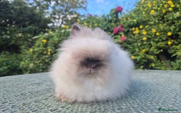 Angora rabbits for sale: ♥️READY NOW🧡Teddydwerg babies- Imported parents🧡 - Image 8