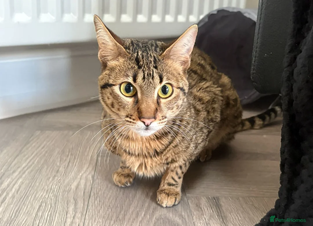 Savannah cats for sale: F5 SBT Savannah sisters Squealer, Shyler and Lily - Advert 15