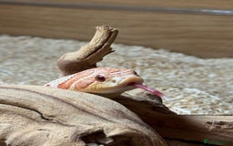 Snake reptiles for sale: Female Western Hognose cb20 in Salisbury - Image 1