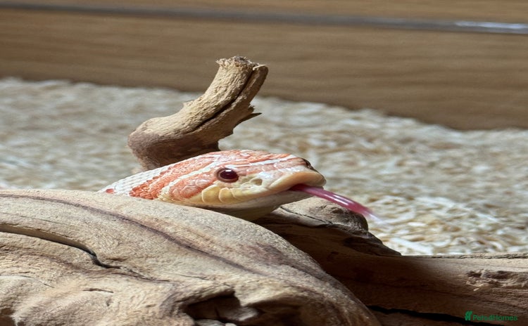 Snake reptiles in Salisbury - Advert 2