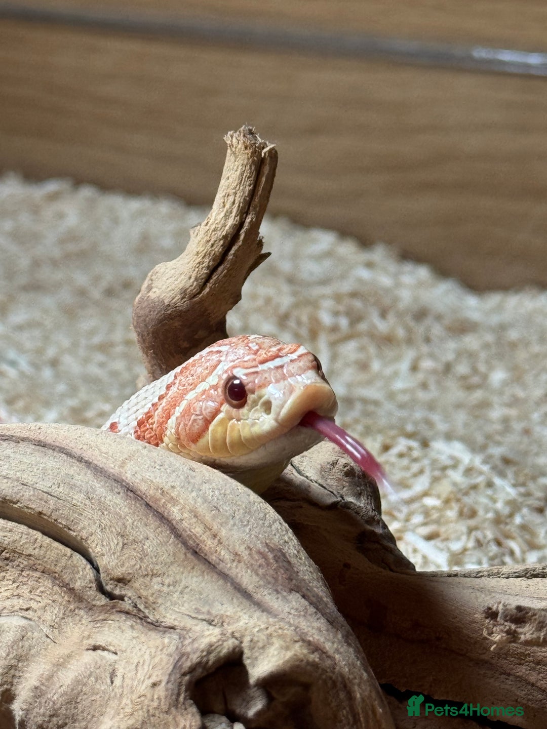 Snake reptiles for sale: Female Western Hognose cb20 in Salisbury - Image 1