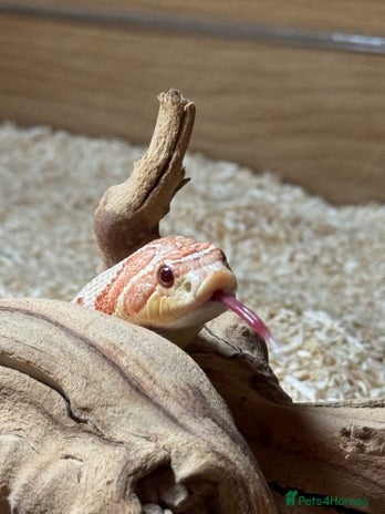 Snake reptiles in Salisbury - Advert 2