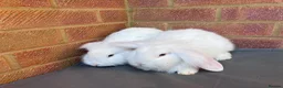 Mixed Breed rabbits for sale: Mixed breed Lionhead Lops  in Southampton - Advert 4