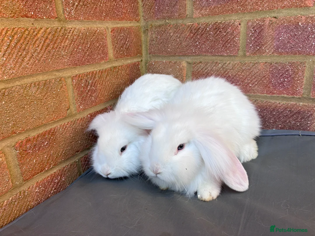 Mixed Breed rabbits for sale: Mixed breed Lionhead Dwarf Lops  - Advert 1