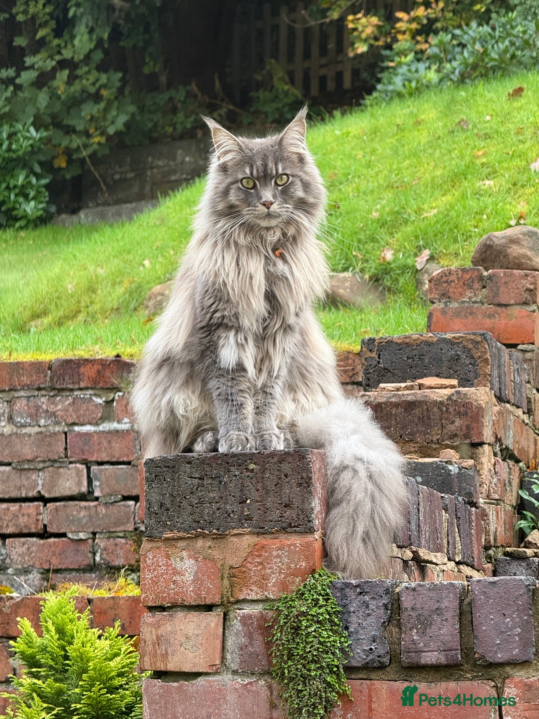 Maine Coon cats for sale: 1 year old male Maine Coon  - Advert 1