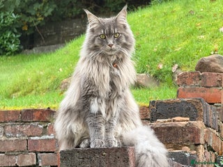 Maine Coon cats 1 year old male Maine Coon - Advert 1