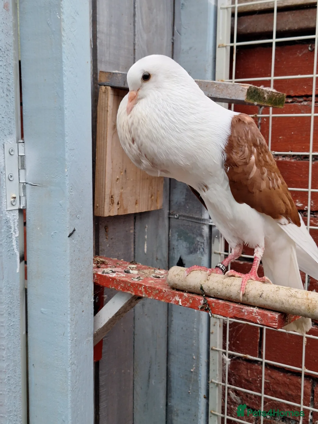Pigeons birds for sale: 4 mix pigeon for sale - Advert 4