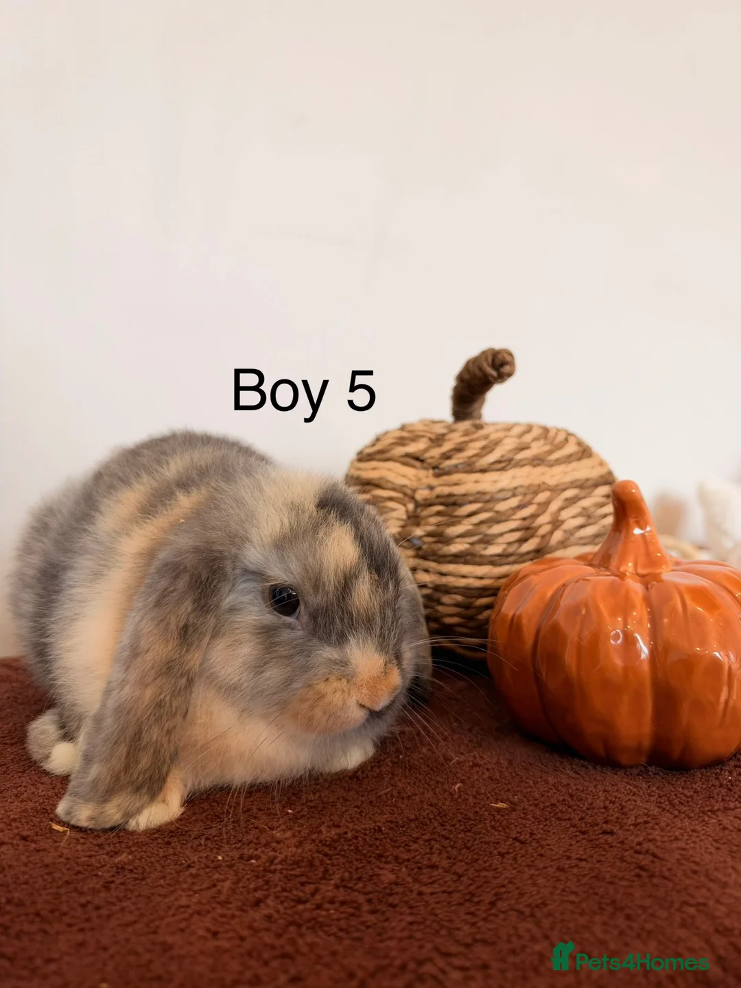 Mini Lop rabbits for sale: Mini Lop Boys, Ready To Go This Weekend - Advert 5