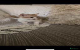 Mixed Breed cats for sale: Beautiful ginger and calico kittens - Image 3