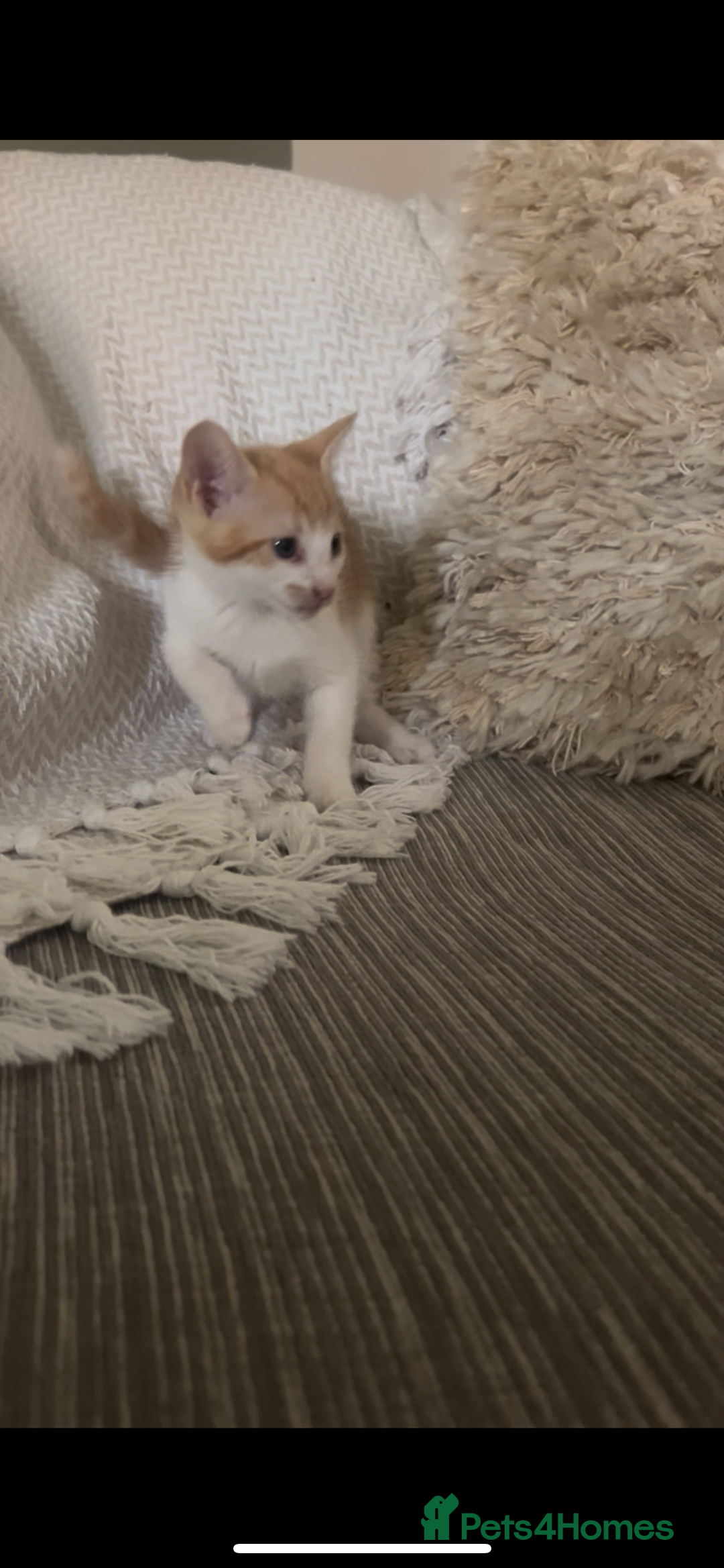 Mixed Breed cats for sale: Beautiful ginger and calico kittens - Image 3