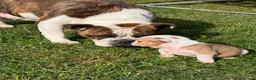 English Bulldog dogs for sale: READY NEXT WEEK - SPECIAL BOY SEEKS HOME - Advert 8